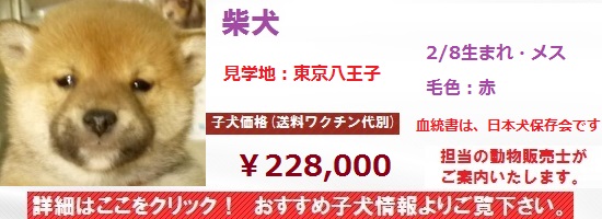 柴犬東京0208
